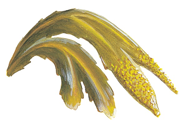 sagþang